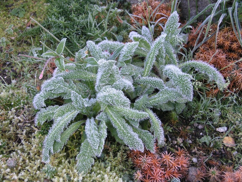 Lamb's Ear